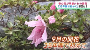 季節外れのサツキが開花　暑さが影響か　宮城・富谷市