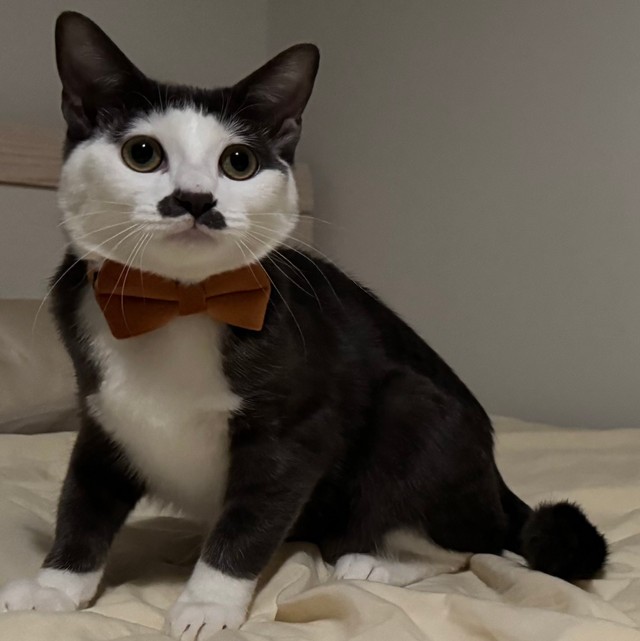 絵画に出てきそうな佇まい（提供：パッツン前髪のセロイと弟プランスさん）