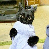 子猫時代、ガブっとしたままこちらを見つめるアサトくん（画像提供：ゆきのさん）