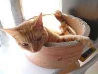 イナリくん、たまにはのんびりするニャ