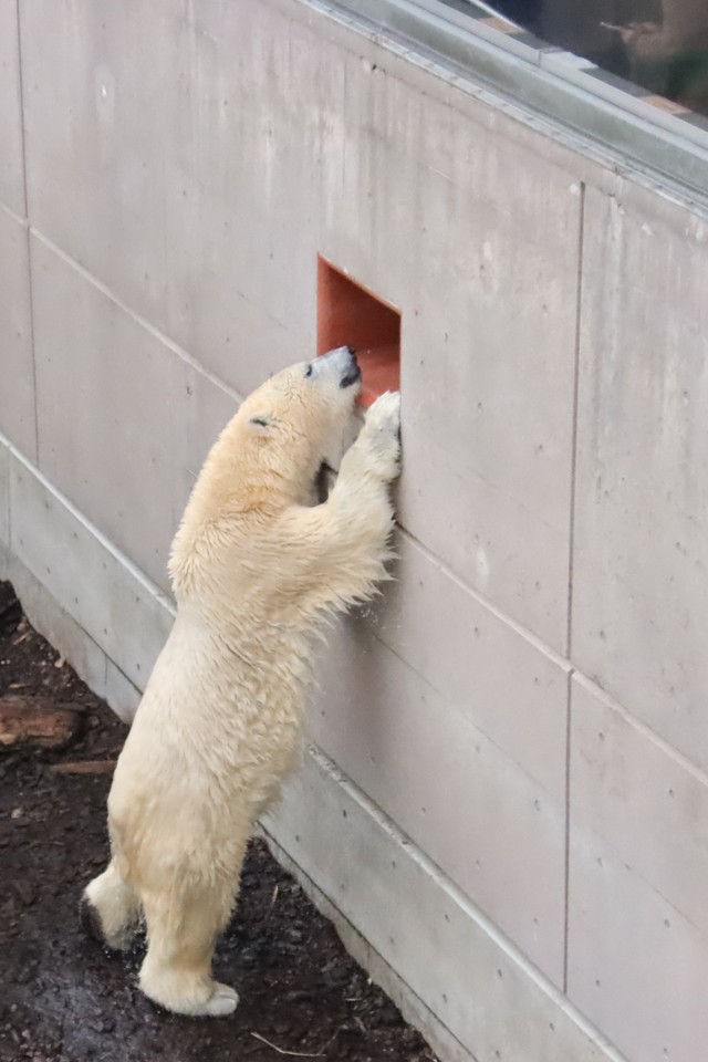 熊の手観察窓から「こんにちは～‼」