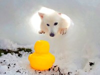 かまくらの中に先客！？ じっと見つめる楽くん（画像提供：くーさんママさん）