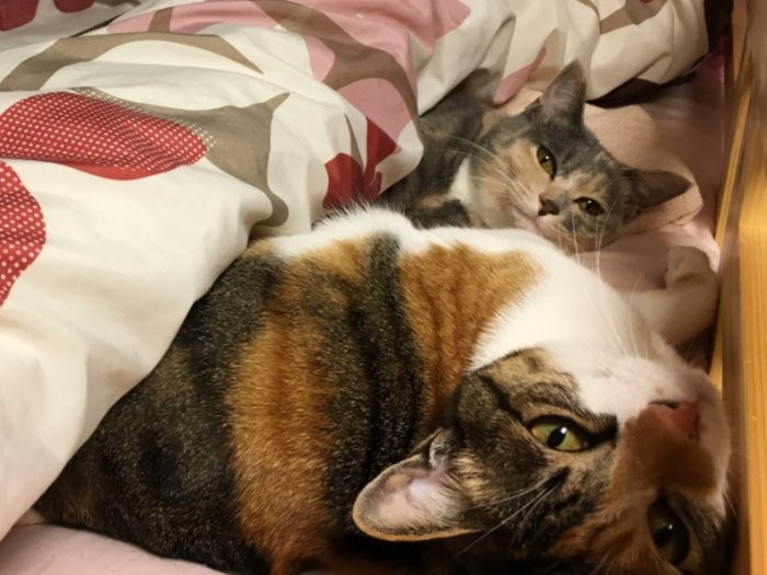 ２匹揃っておやすみなさーい