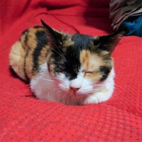 お気に入りのソファーで過ごすイズちゃん