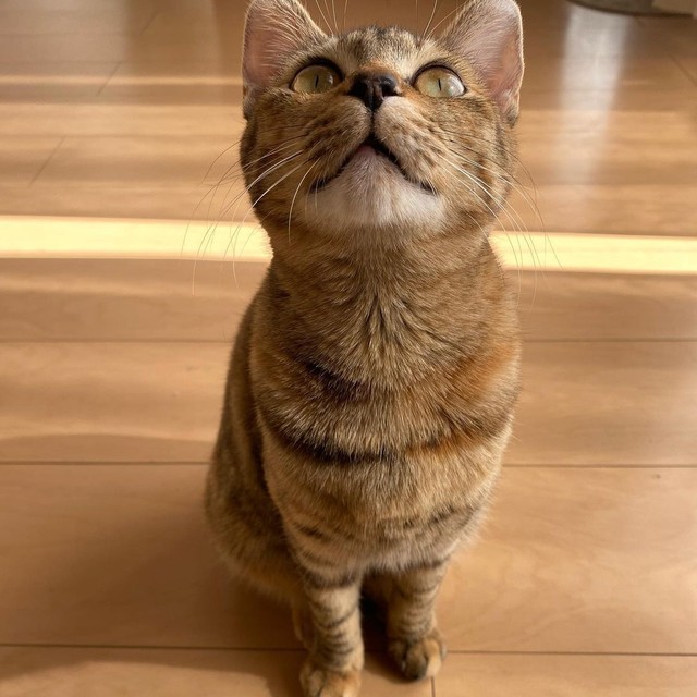 上目遣いが可愛い