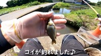 釣り始めてすぐにヒットしたコイ／埼玉ママチャリ小物釣りさん（@saitamakomonotsuri）提供