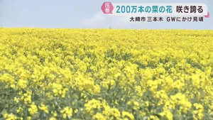 丘一面に咲く菜の花が見頃　宮城・大崎市三本木