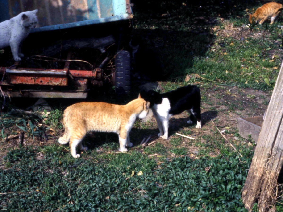 ノラネコのケンカ 鳴き合い 勝ったオスは仁王立ち 犬 猫との幸せな暮らしのためのペット情報サイト Sippo