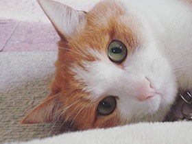 早朝の散歩で出会ったね　緑の瞳のツンデレ猫、「ぷくにゃん」