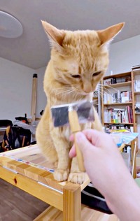 再び、ブラッシングを再開すると、こいもちゃんの様子に異変が…（画像提供：こいもちゃんさん）