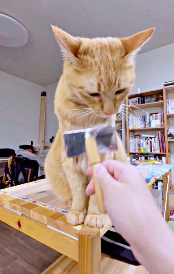 再び、ブラッシングを再開すると、こいもちゃんの様子に異変が…（画像提供：こいもちゃんさん）