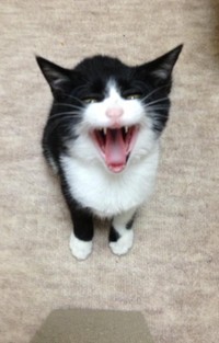 子猫時代のシノスケくん（画像提供：nenekoさん）