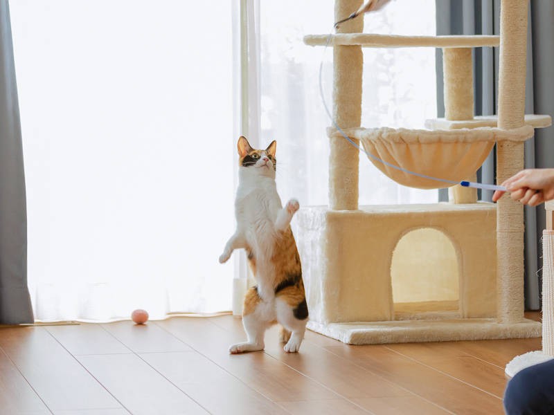 ぐぅねむが立った！