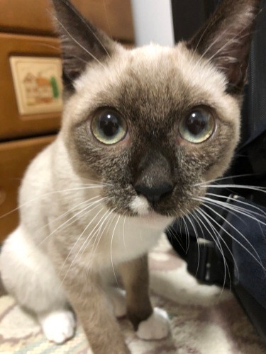 「僕、きょうだいの分まで元気で長生きするよ」（真弓さん提供）