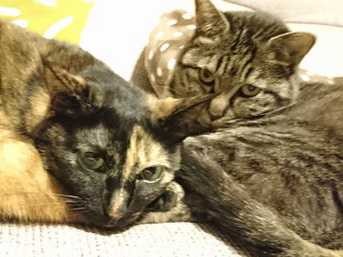 我が家に来客、「猫臭さ」が染みついてる？