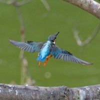 さっそうと飛び立っていくカワセミさん（画像提供：ポークジンジャーさん