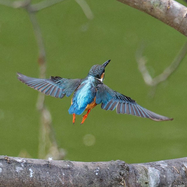 さっそうと飛び立っていくカワセミさん（画像提供：ポークジンジャーさん