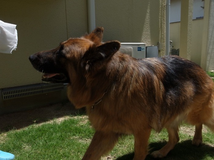 暑くて参っちゃうよ