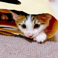 この紙袋に入るのが好き＝mike_dedenneさん提供

