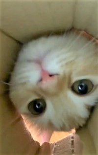 エマちゃん、顔を突っ込んで鼻をヒクヒク（ネコランドさん提供、Twitterよりキャプチャ撮影）