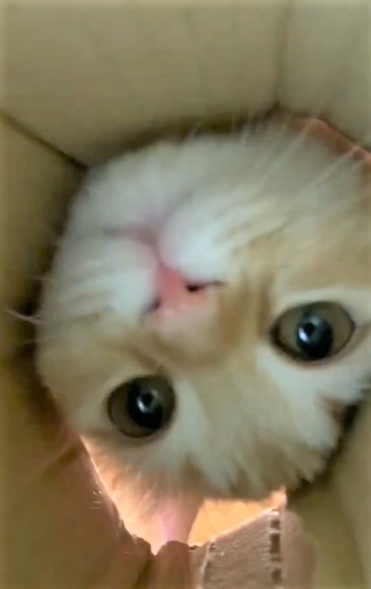 エマちゃん、顔を突っ込んで鼻をヒクヒク（ネコランドさん提供、Twitterよりキャプチャ撮影）