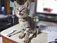 保護3日目、お尻を洗われて抗議するキビくん（画像提供：やまざきうなむーさん）