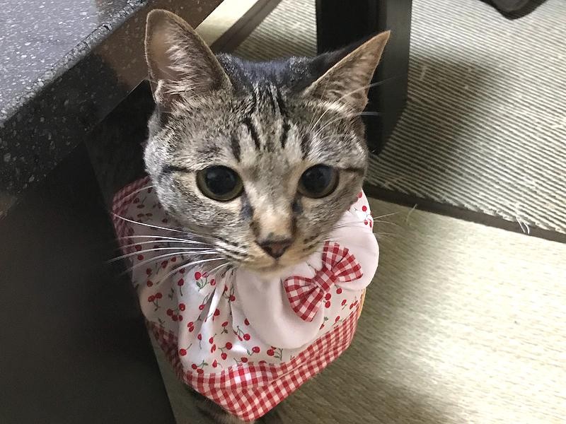 「お母さんのお帰り」とお出迎え