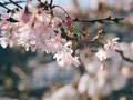 純度100%の「好き」という桜が散ったとき、私はまた強くなれた