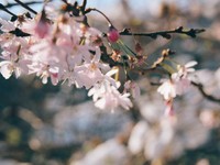 純度100%の「好き」という桜が散ったとき、私はまた強くなれた