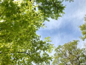 まごまごした孫