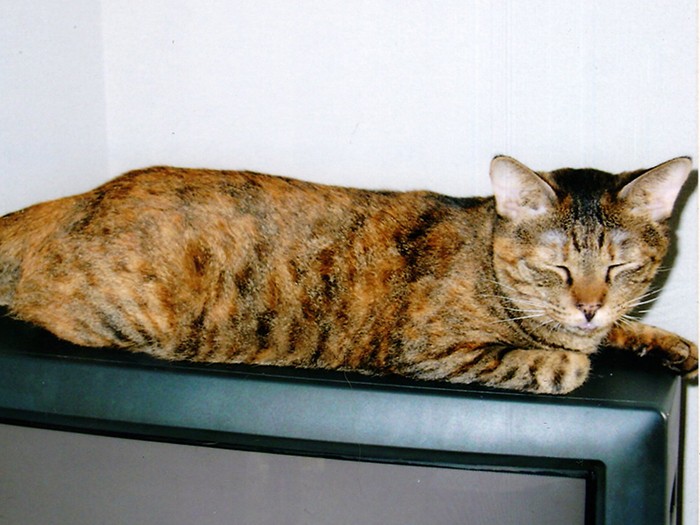 バジルは触りたい放題