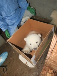 体重測定。どちらも７キロほどでした（提供＝仙台市八木山動物公園）