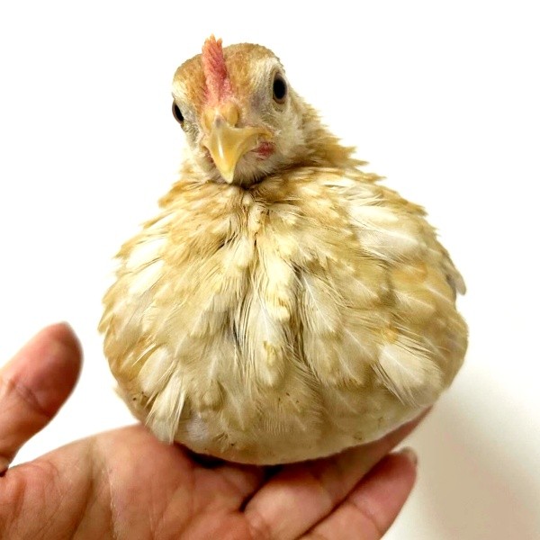 生後3カ月、世界最小のニワトリ・ゴマちゃん（画像提供：ぴいちょさん）