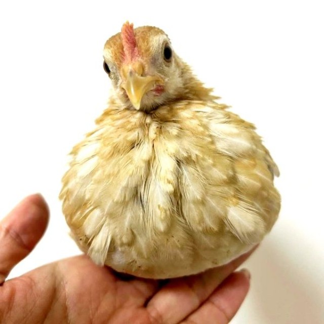 生後3カ月、世界最小のニワトリ・ゴマちゃん（画像提供：ぴいちょさん）