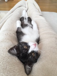 寝方が可愛いちくわぶちゃん（画像提供：ばなななさん）