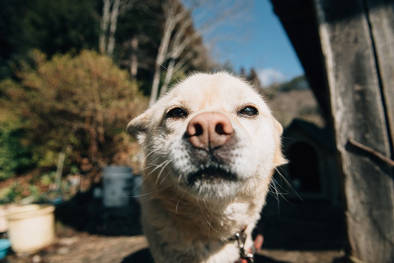 「マリ」は長目の散歩から戻りご飯を食べ終わると、穏やかな目に。（2018年2月22日撮影）