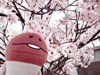 投稿主さんの推しぬい、桜見も。スマホアプリ『なめこ栽培キット』のなめこ（画像提供：ニゴリン@お得に旅を楽しむさん）
