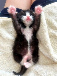 保護後、飼い主さんの膝上で眠るめいちゃん（画像提供：奈神さん）