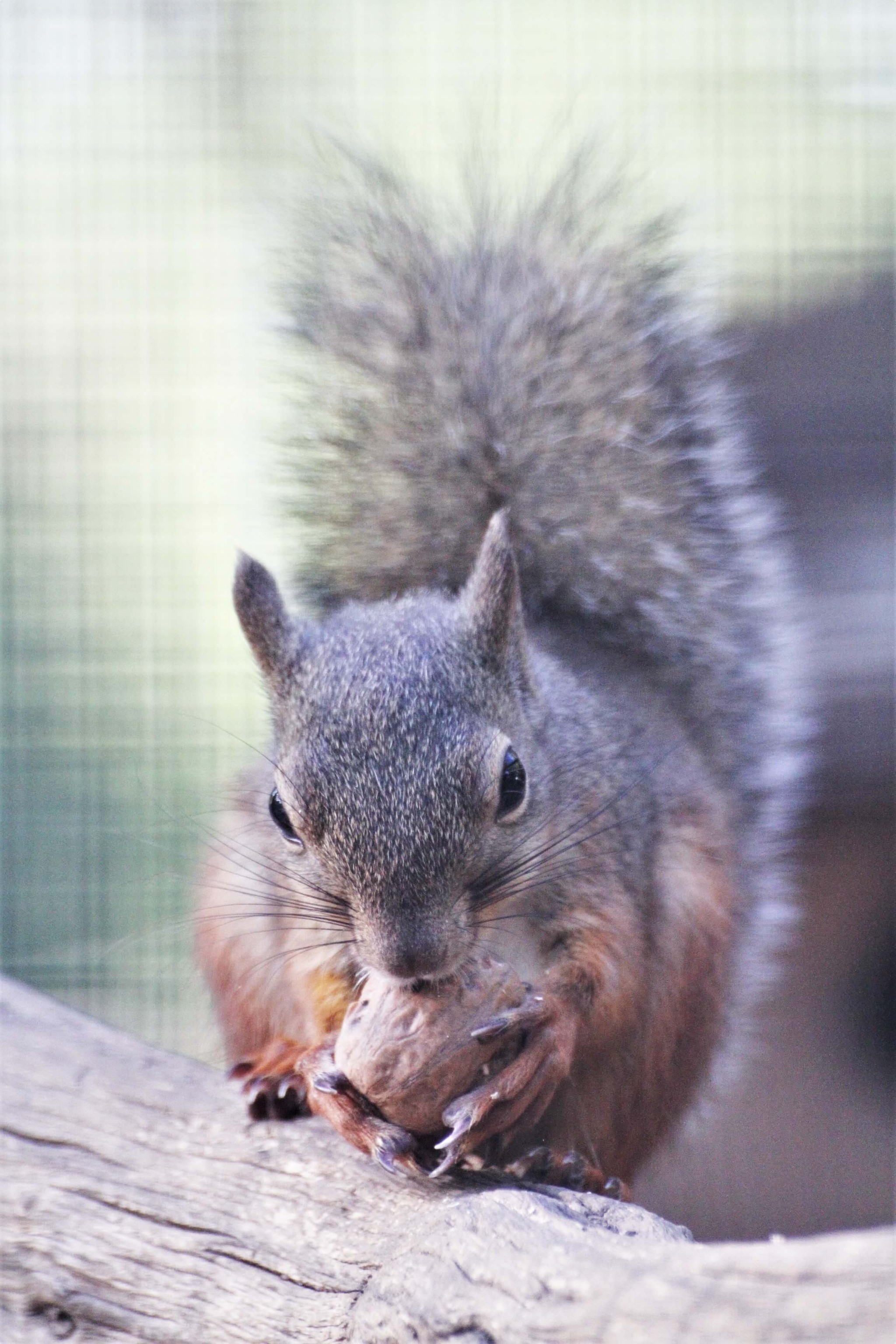 りすさんへ』子どもの手紙に「優しい世界だ！」「愛が伝わる」動物園に