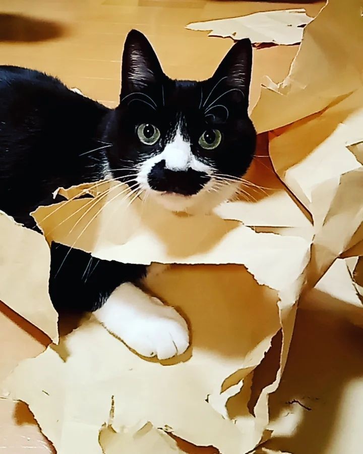 同じハチワレの猫を迎えたい→チョビひげが可愛い子猫をお迎え、今では