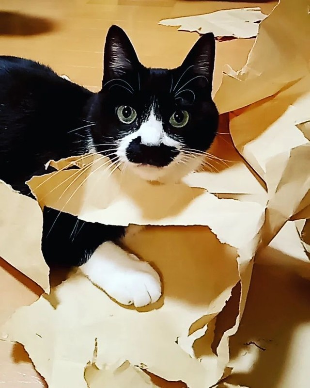 お気に入り過ぎて1ヶ月でこの状態の紙トンネル