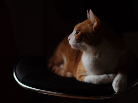 ペットシッターのケアと持ち前の人懐っこさに救われた　愛猫「はち」の留守番