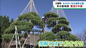 本格的な雪の季節に備える　樹齢６００年の松で雪吊り作業　宮城・川崎町