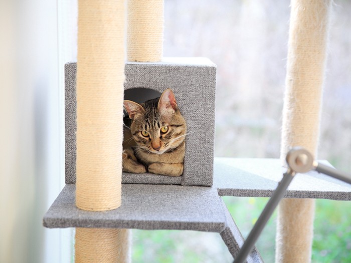 とらまるは下の住人に