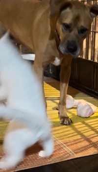 とくに動揺も見せずに立ち去っていく犬さん（画像提供：ジョーは犬&猫と共に古民家で暮らしているさん）