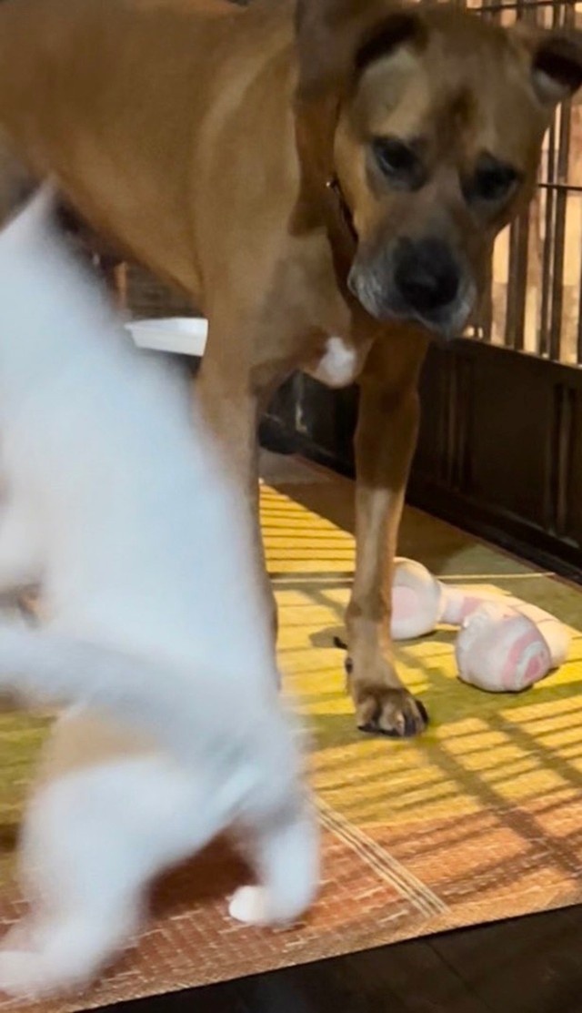 とくに動揺も見せずに立ち去っていく犬さん（画像提供：ジョーは犬&猫と共に古民家で暮らしているさん）