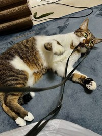 飼い主さんに見守られながらヒモ遊びをするまーちゃん（画像提供：保護猫ま～ちゃんさん）