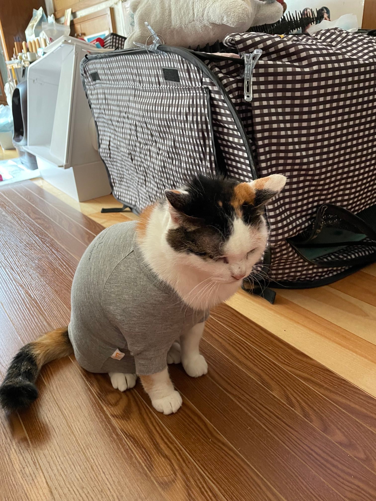 筋肉 ムキムキすぎる猫 その正体ははみ出たフサフサの毛だった ほ とせなnews 筋肉 ムキムキすぎる猫 その正体ははみ出たフサフサの毛だった ほ とせなnews