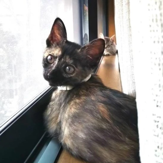 家にきたころの「レモン」