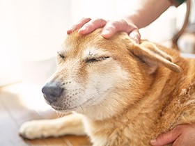 動物の命や権利を大切にする社会は、きっと人にもあたたかい